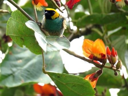 Saffron-crowned Tanager - ML87755411