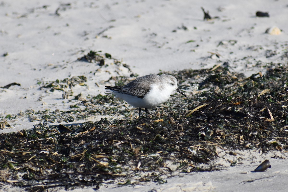 Sanderling - David Lichter