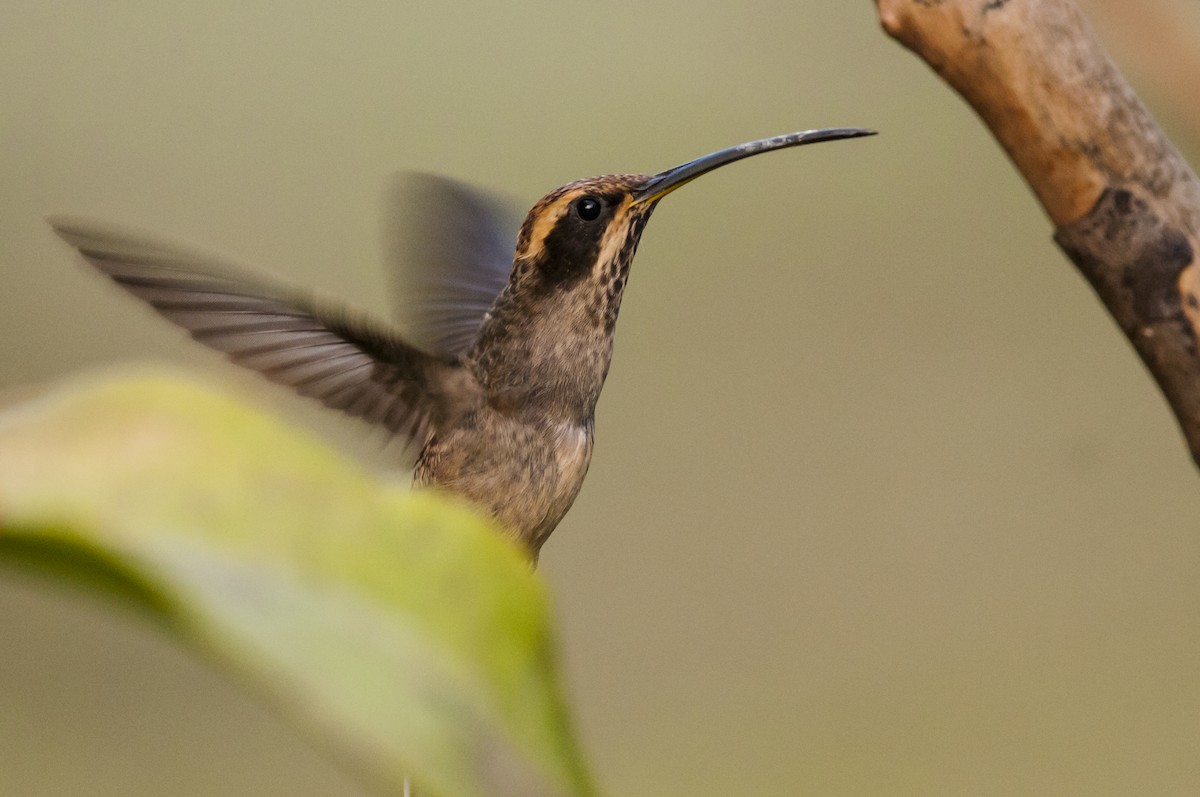 Scale-throated Hermit - ML87756781