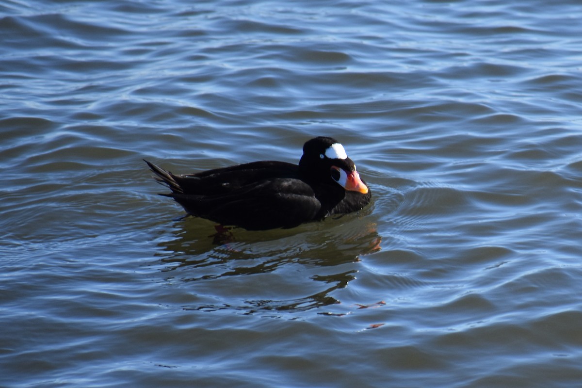 Surf Scoter - ML87756871