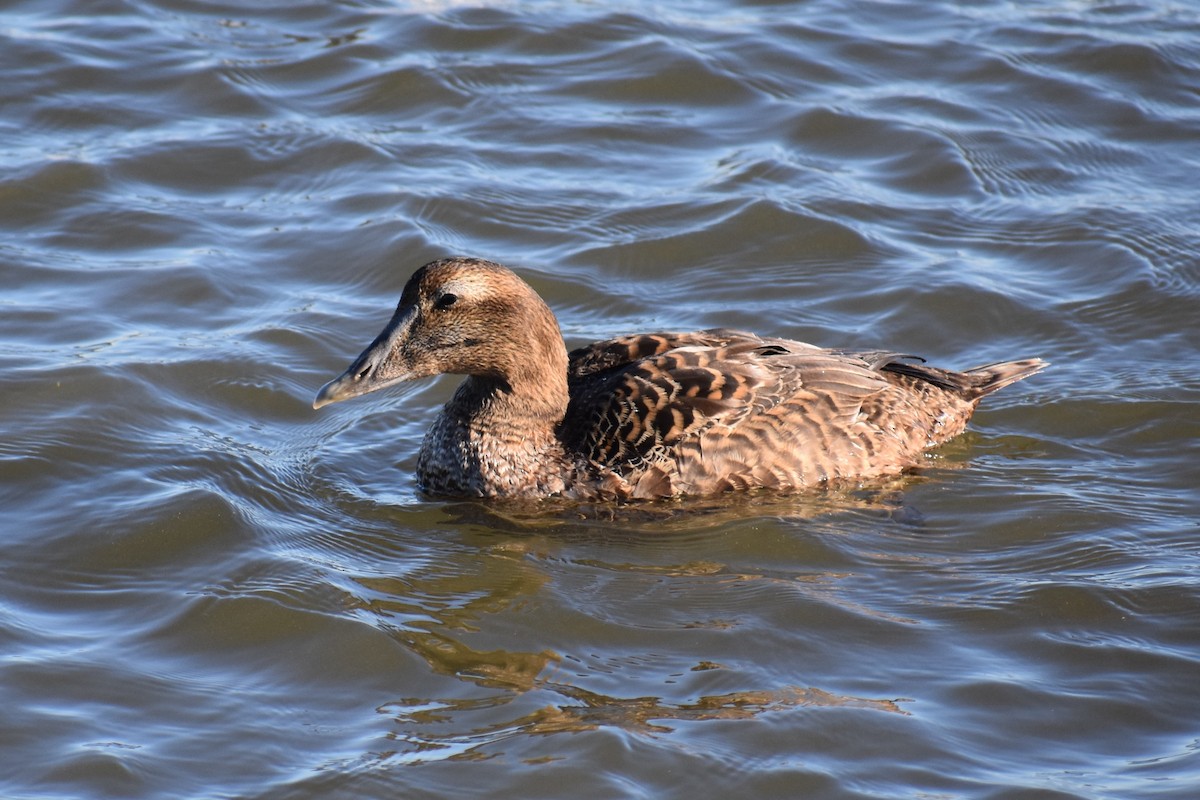 Common Eider - ML87757601