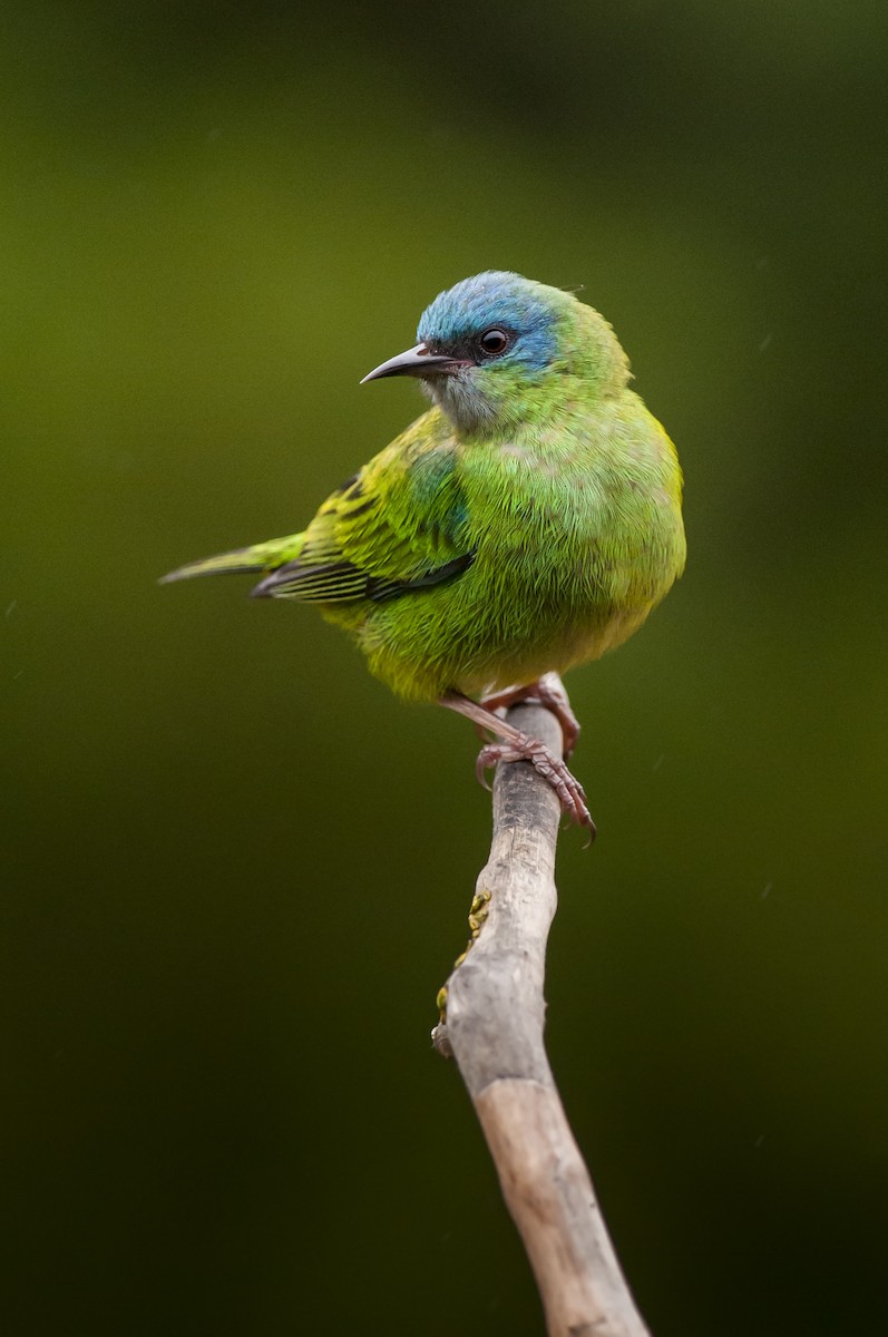 Blue Dacnis - Claudia Brasileiro