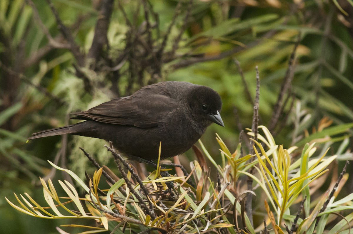 Shiny Cowbird - ML87757841