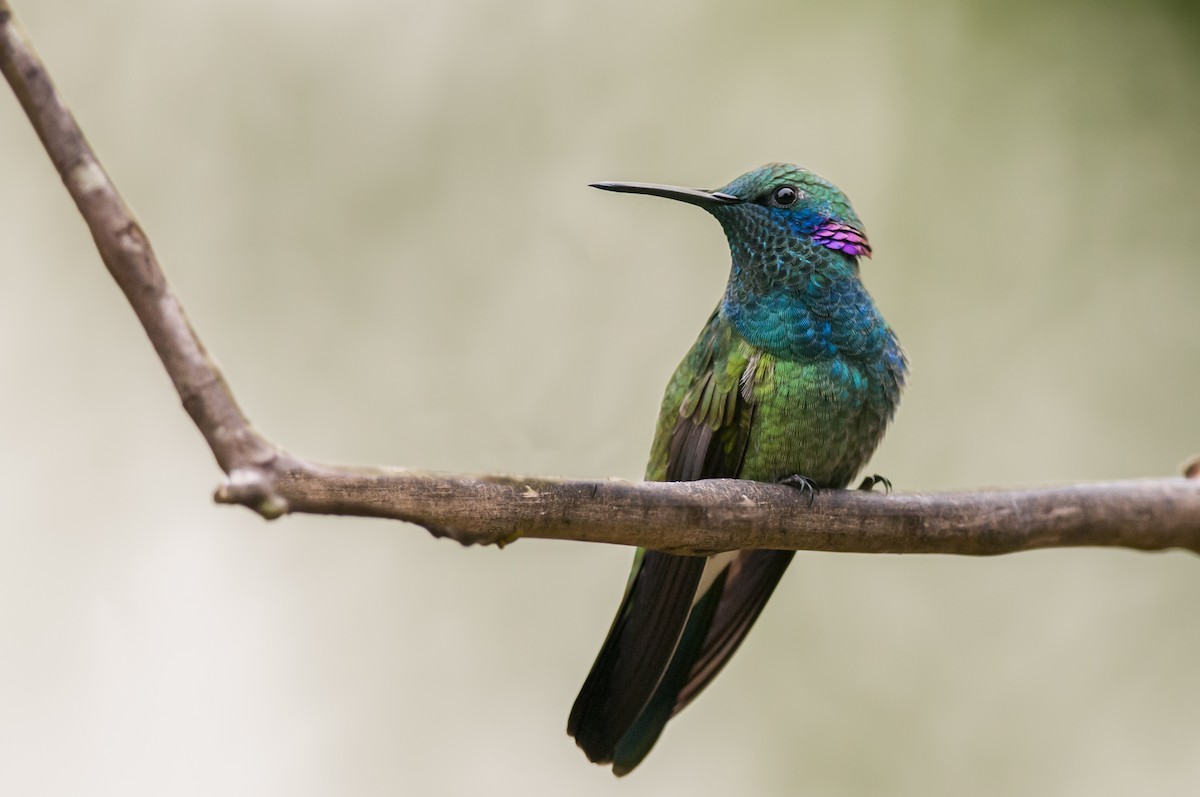 White-vented Violetear - ML87758061