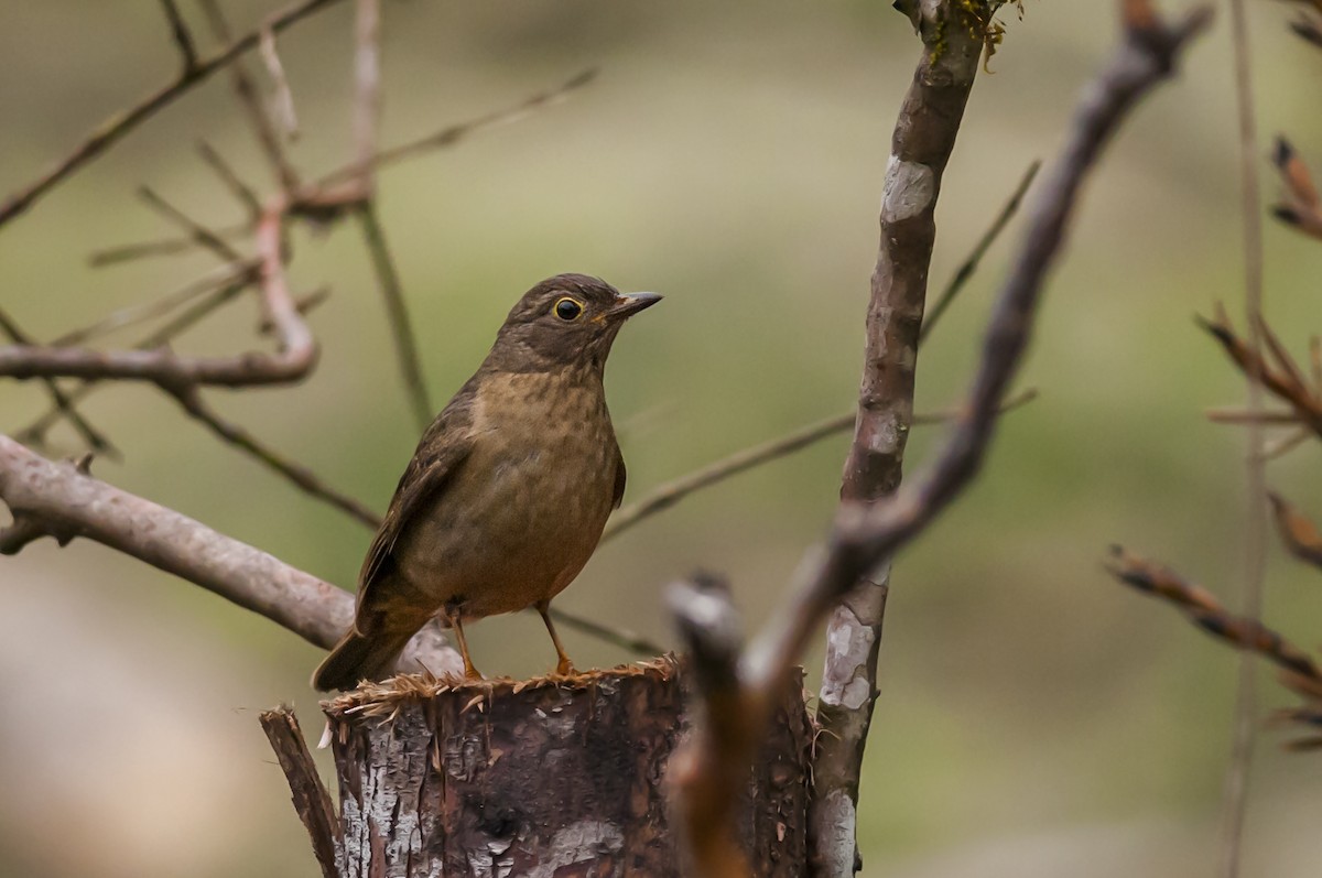 Yellow-legged Thrush - ML87758381