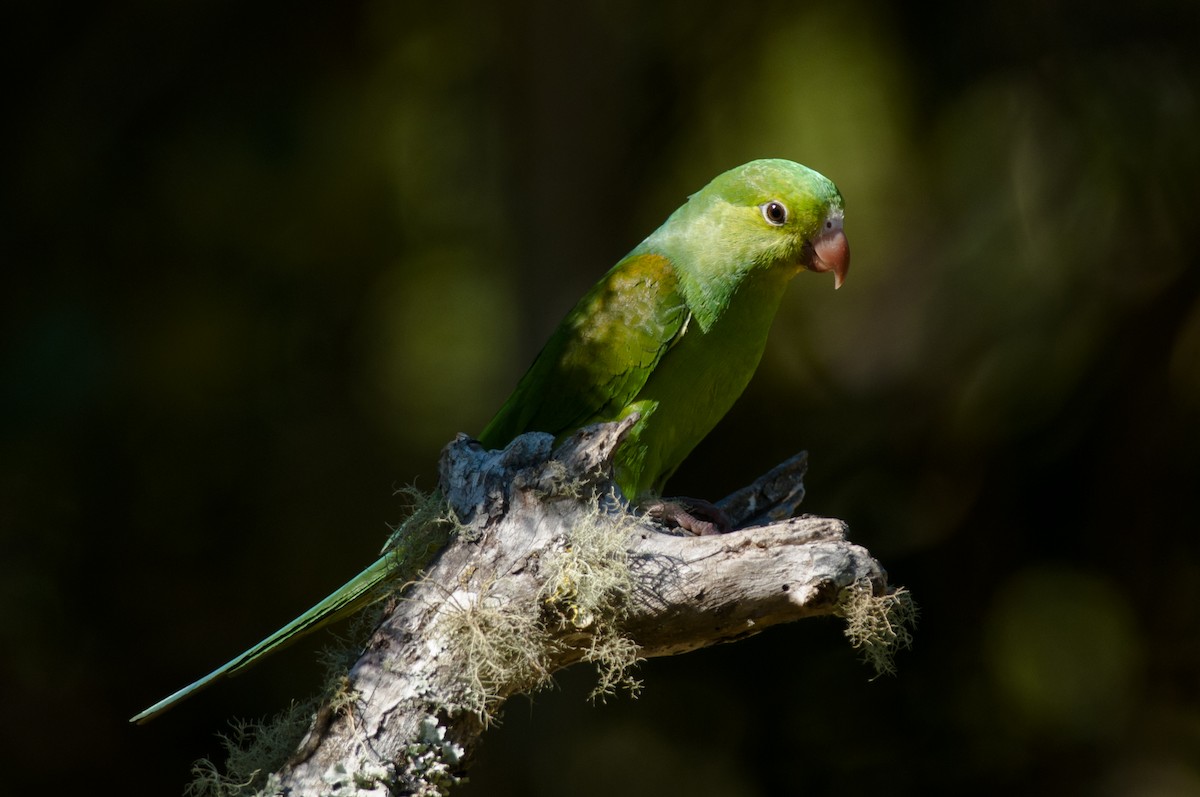 Plain Parakeet - Claudia Brasileiro