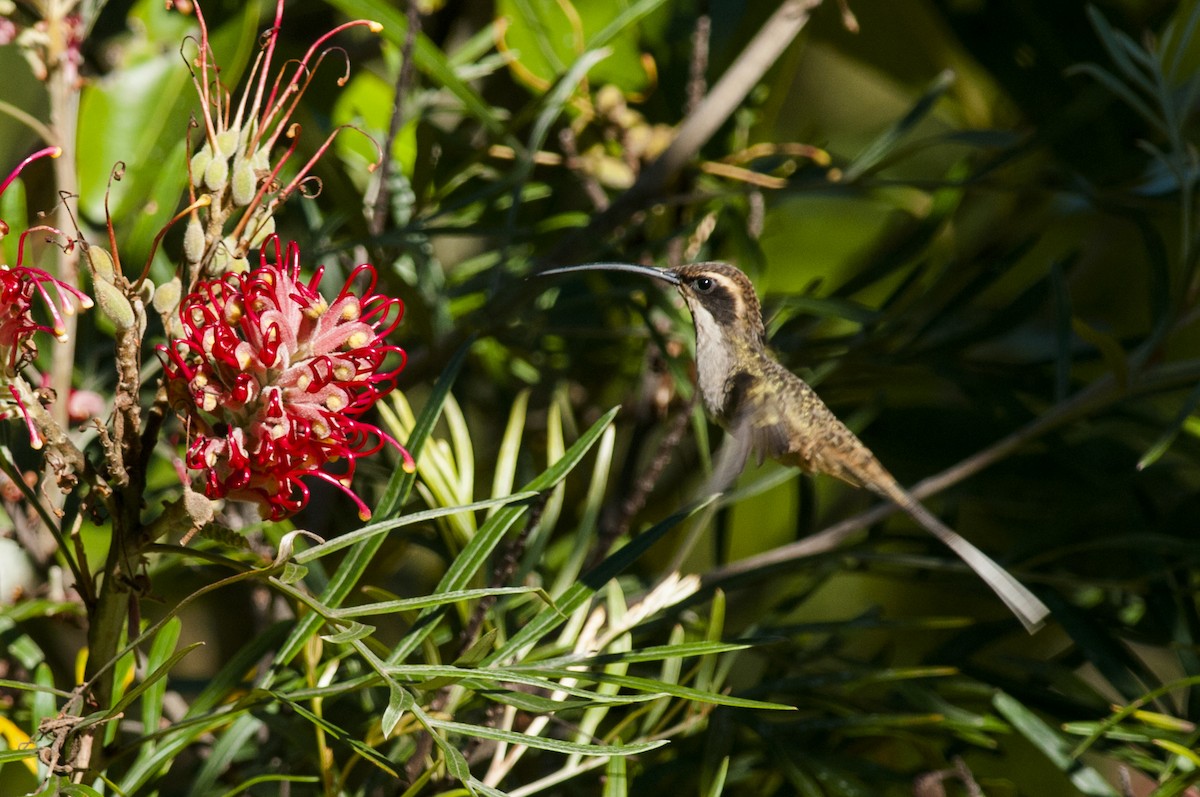 Scale-throated Hermit - Claudia Brasileiro