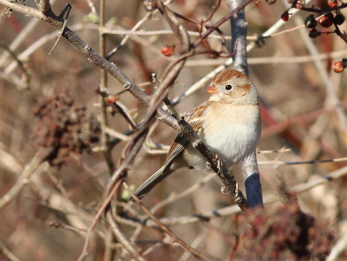 Field Sparrow - ML87759071
