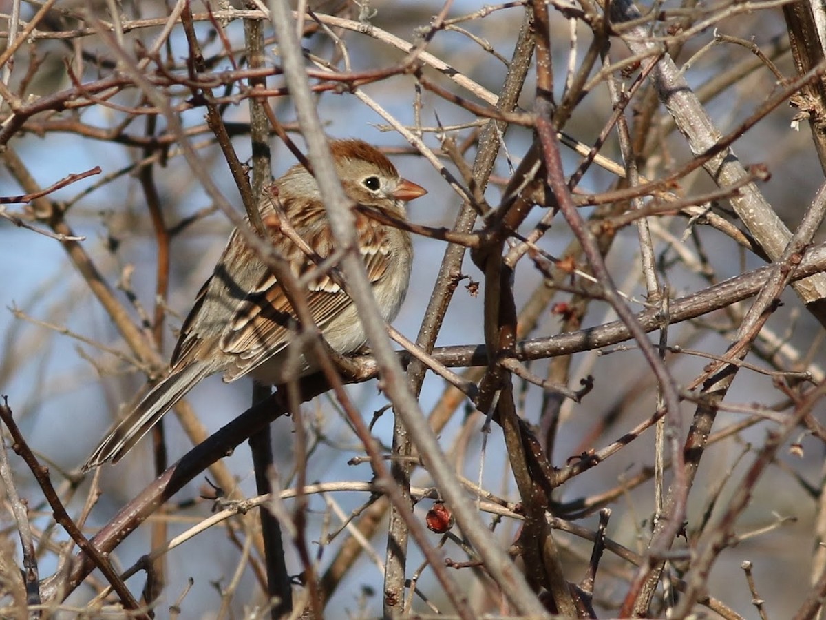 Field Sparrow - ML87759081