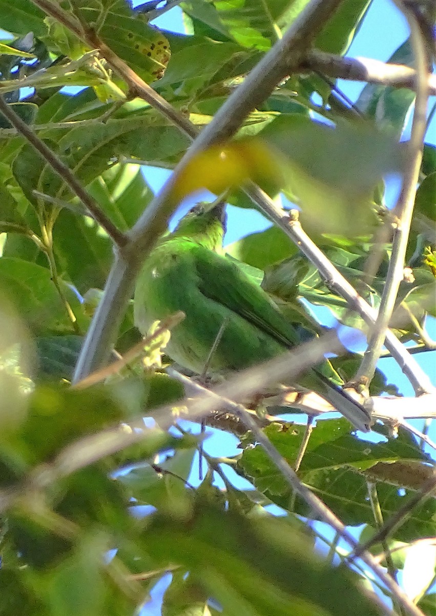 Green Honeycreeper - ML87759321