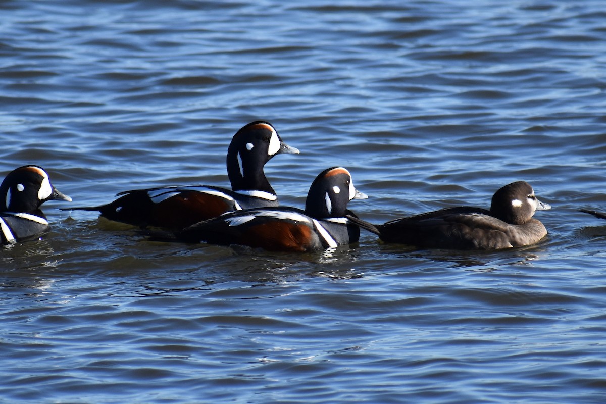 Harlequin Duck - ML87759501