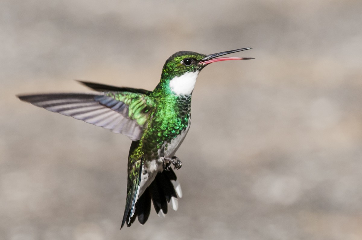 White-throated Hummingbird - Claudia Brasileiro