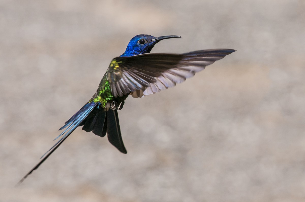 Colibri hirondelle - ML87759941