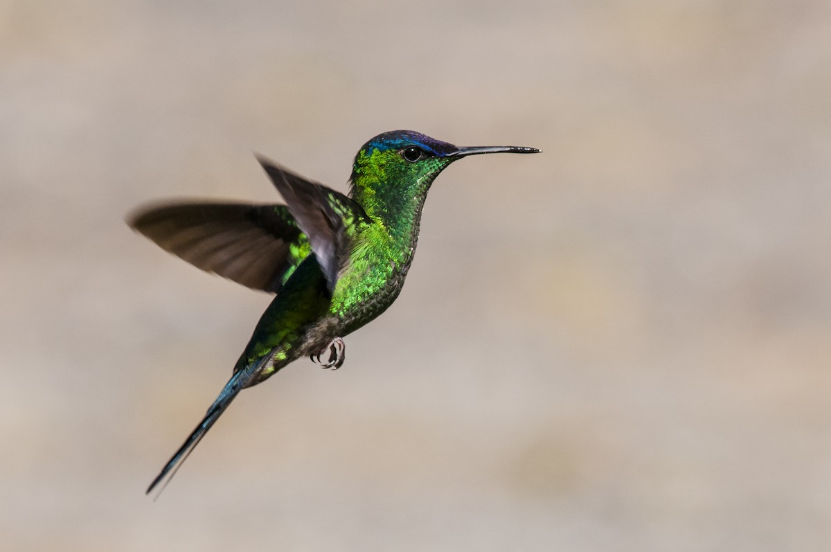 Violet-capped Woodnymph - Claudia Brasileiro