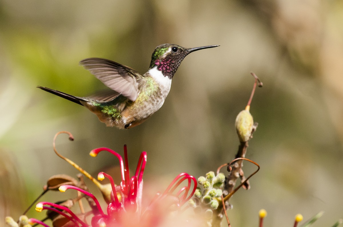 Colibri améthyste - ML87760121