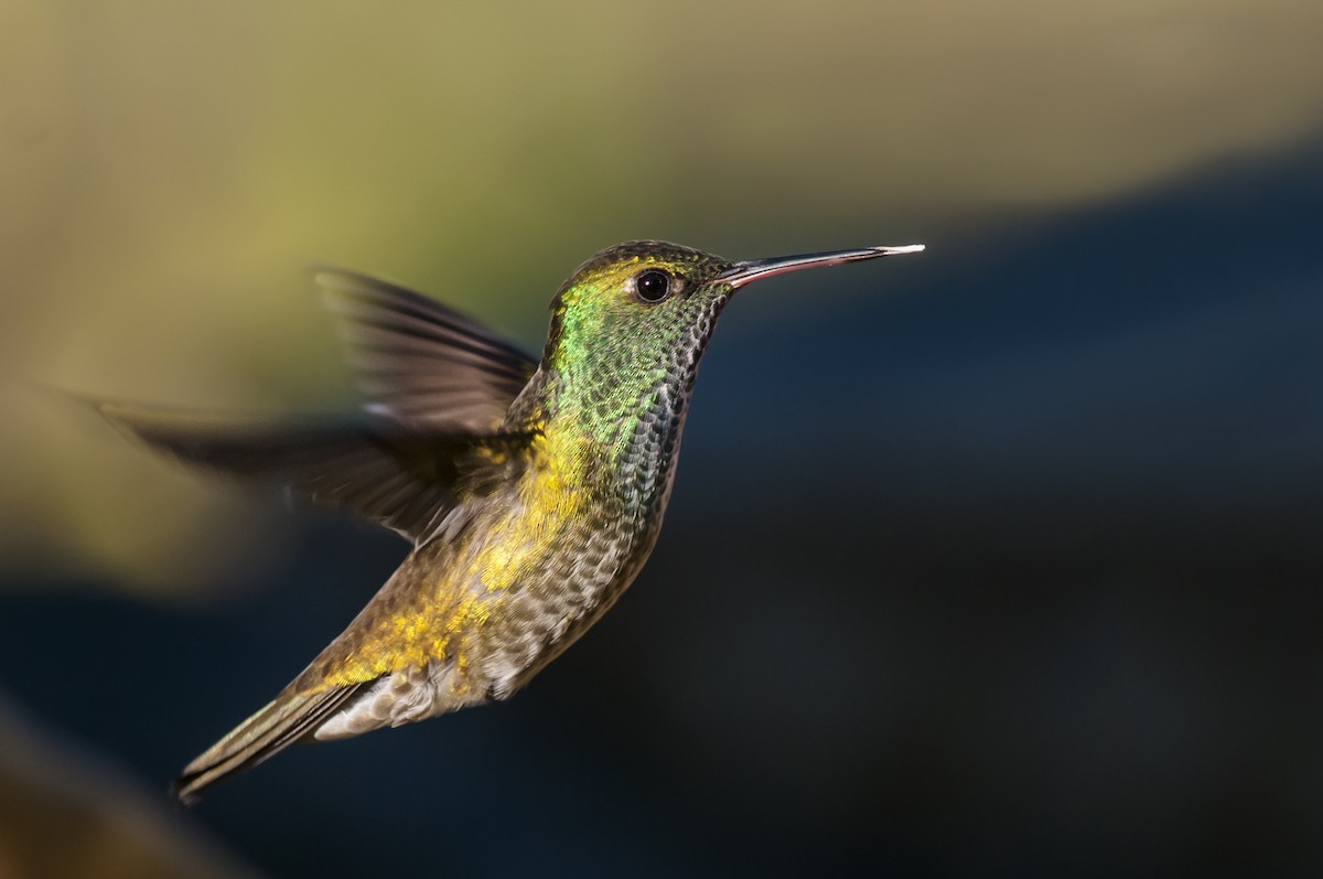 Versicolored Emerald - Claudia Brasileiro