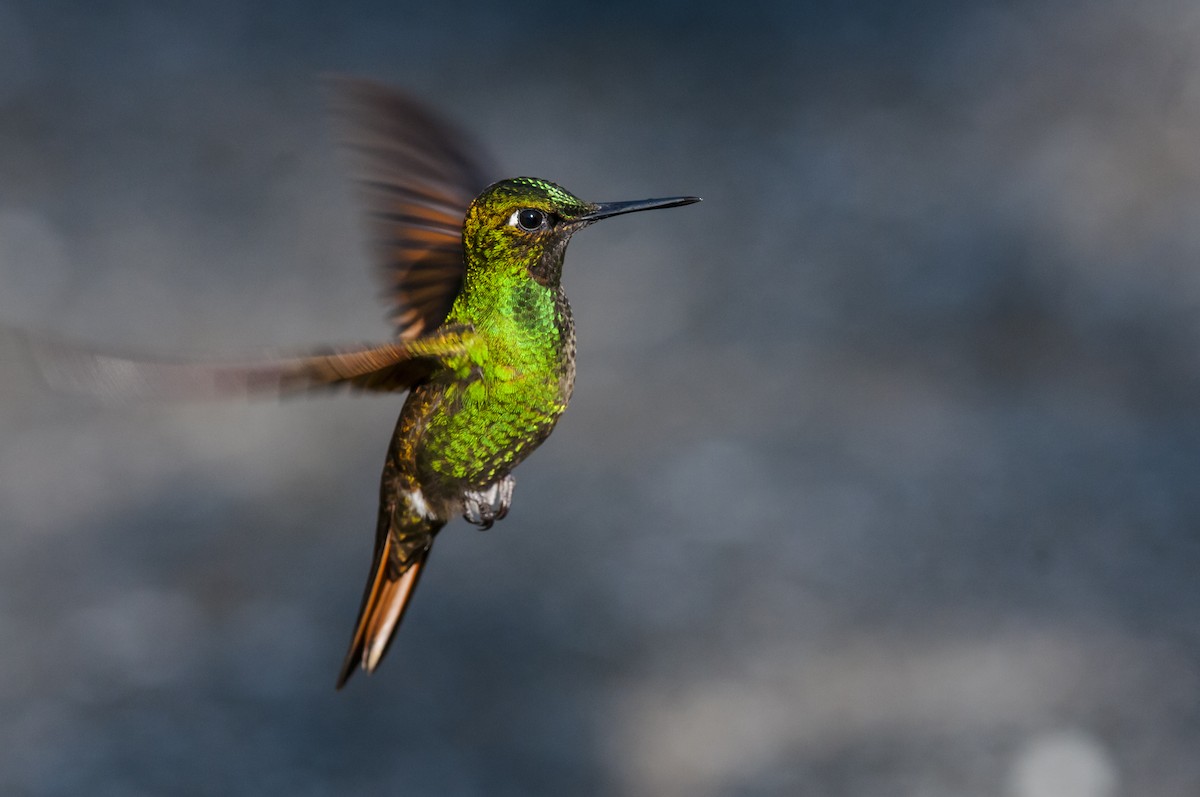 Colibri rubis-émeraude - ML87760271