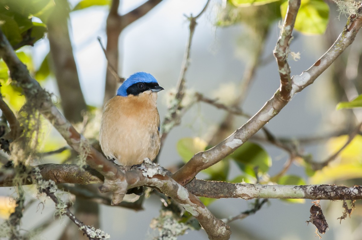 Fawn-breasted Tanager - Claudia Brasileiro