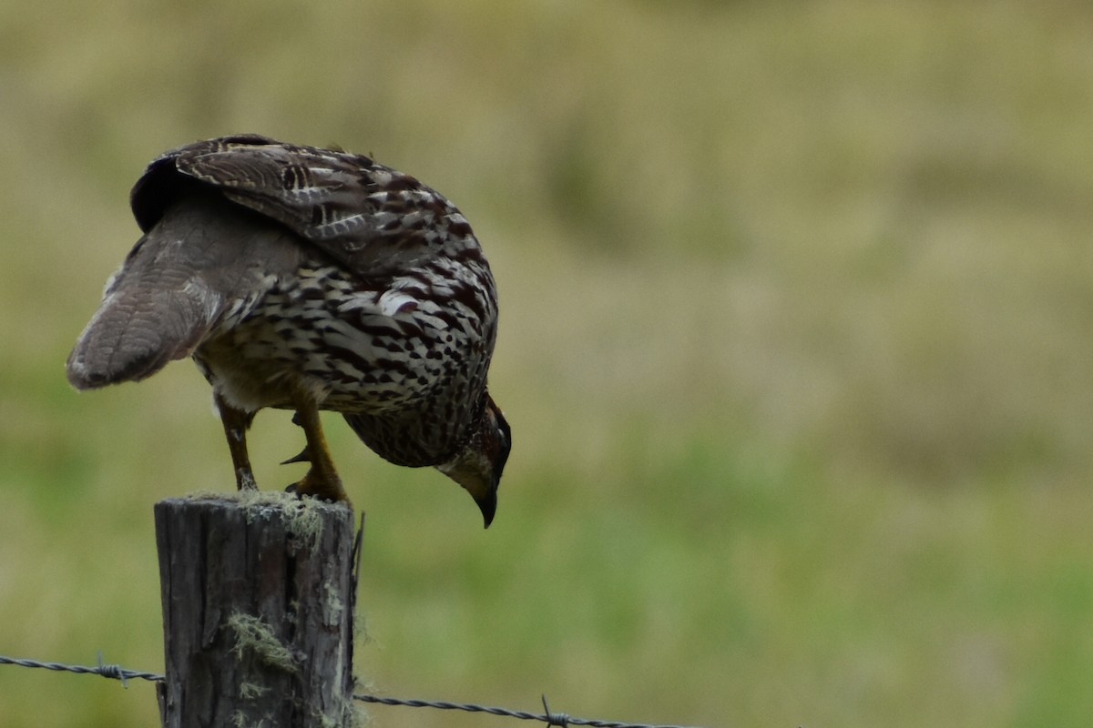 Francolin d'Erckel - ML87761561