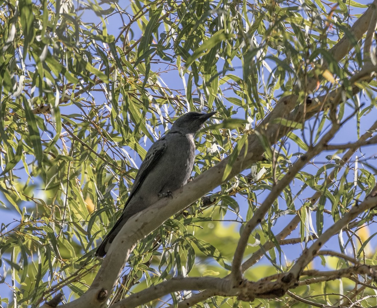 Common Cicadabird - ML87761621