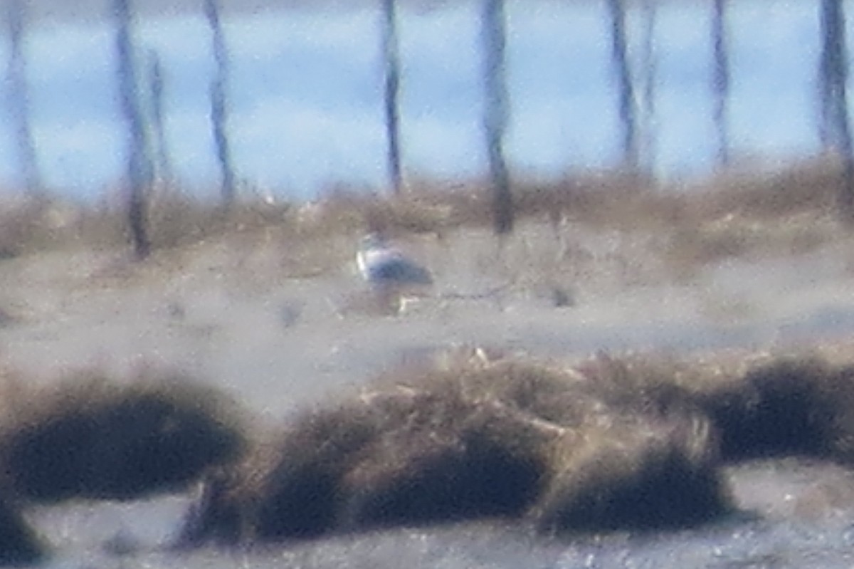 Snowy Owl - ML87761651