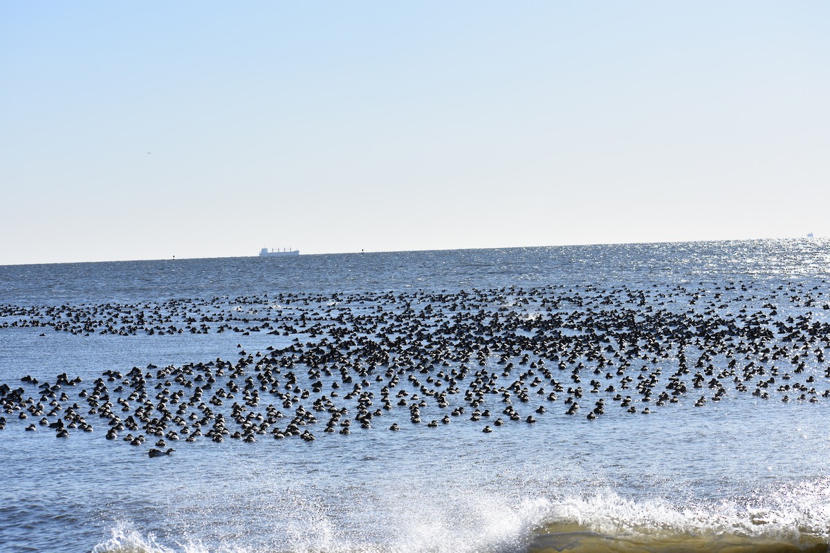 Greater/Lesser Scaup - ML87762241