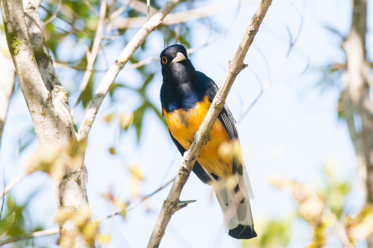 Surucua Trogon - Claudia Brasileiro