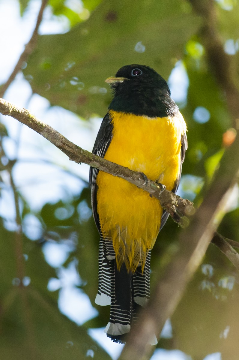 Atlantic Black-throated Trogon - Claudia Brasileiro