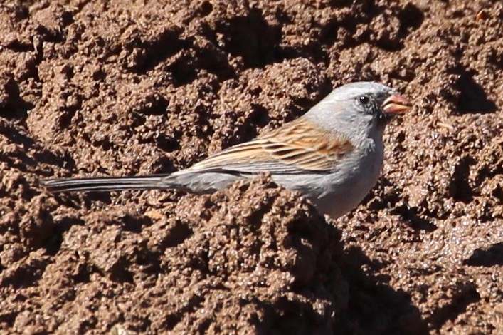 Bruant à menton noir - ML87765591