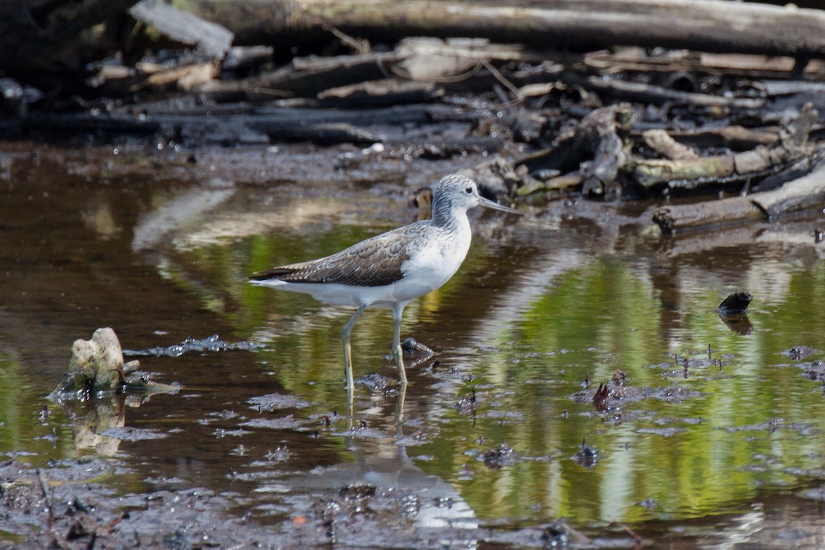 Common Greenshank - ML87765641