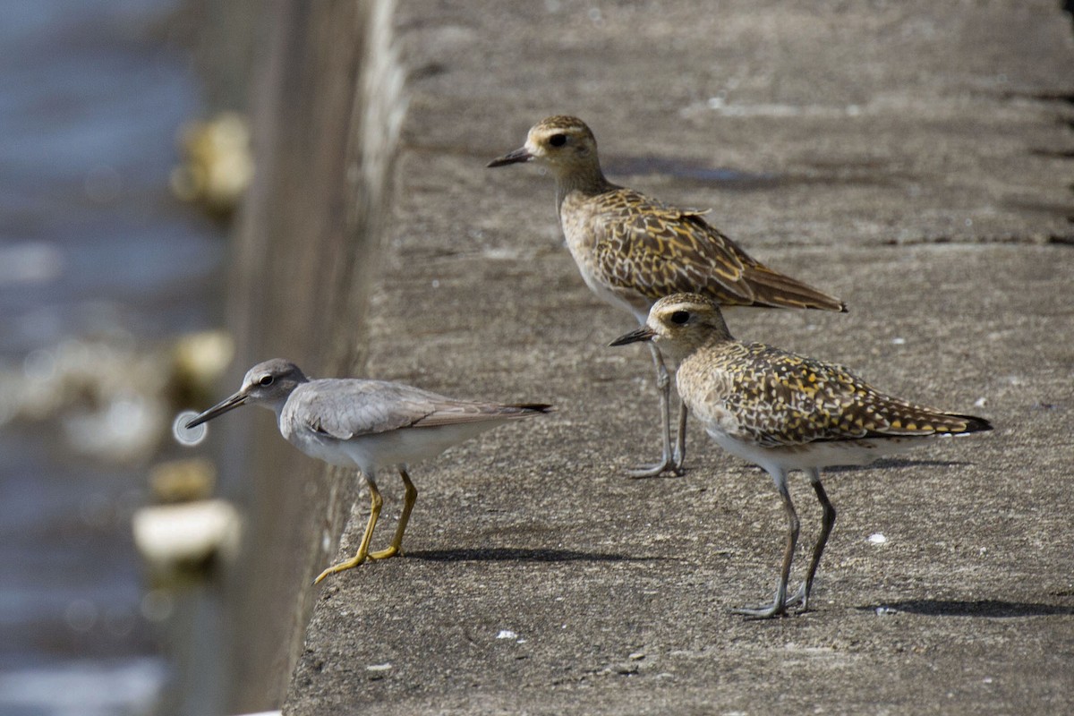 Gray-tailed Tattler - ML87765881