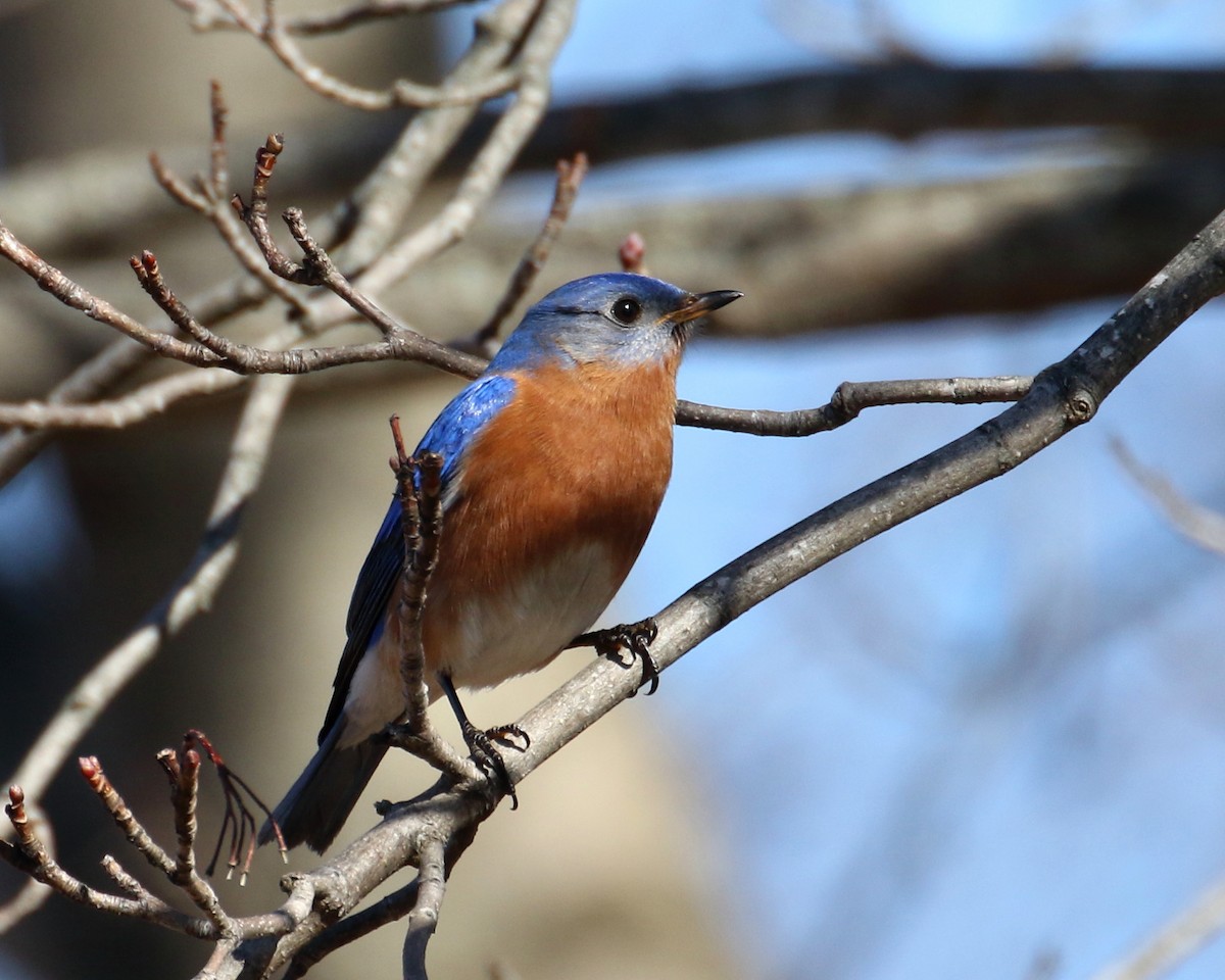 Eastern Bluebird - ML87766181