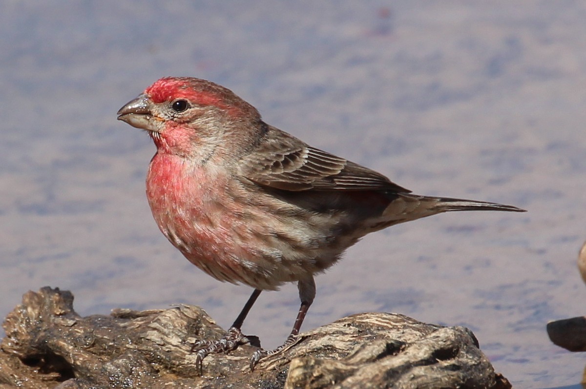 House Finch (Common) - ML87766381