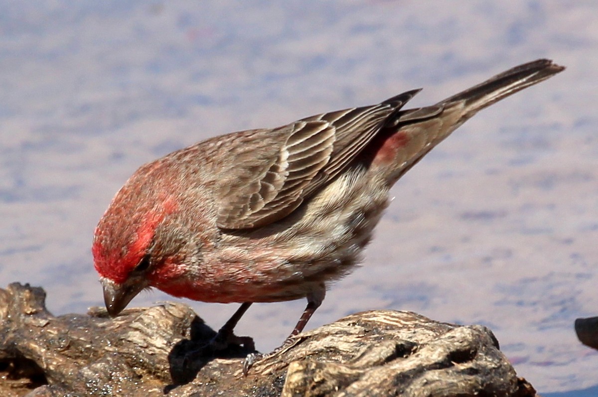 House Finch (Common) - ML87766431