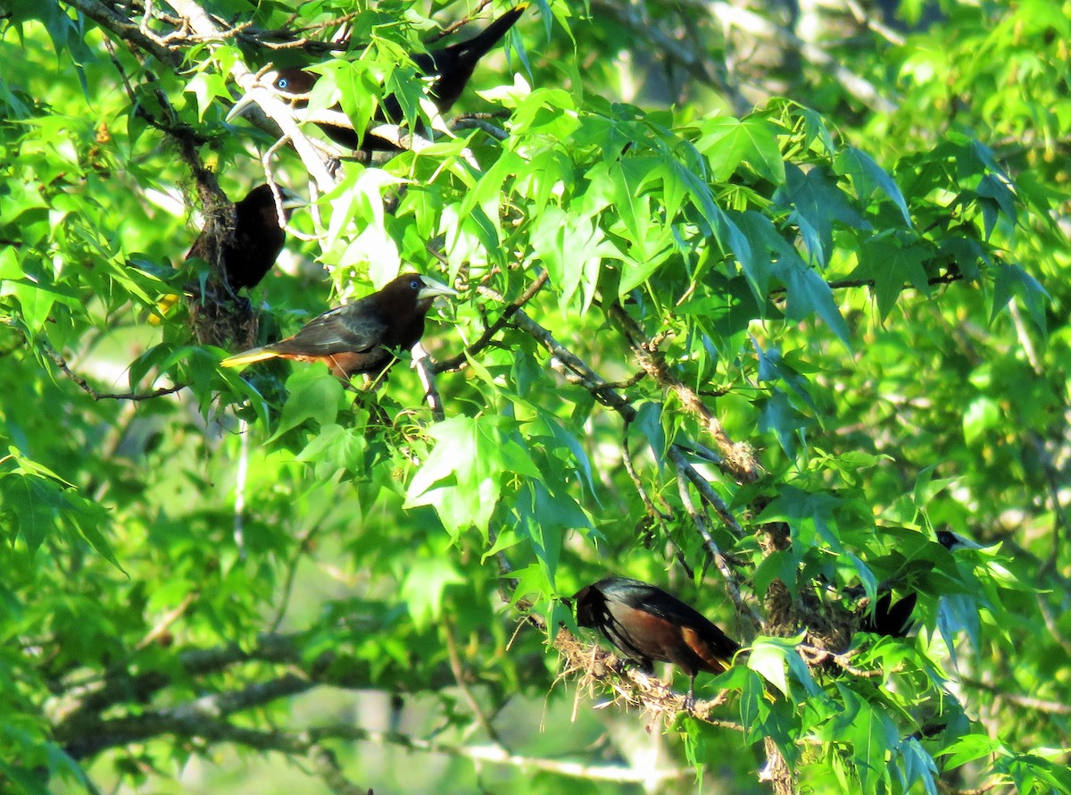 Chestnut-headed Oropendola - Oliver  Komar