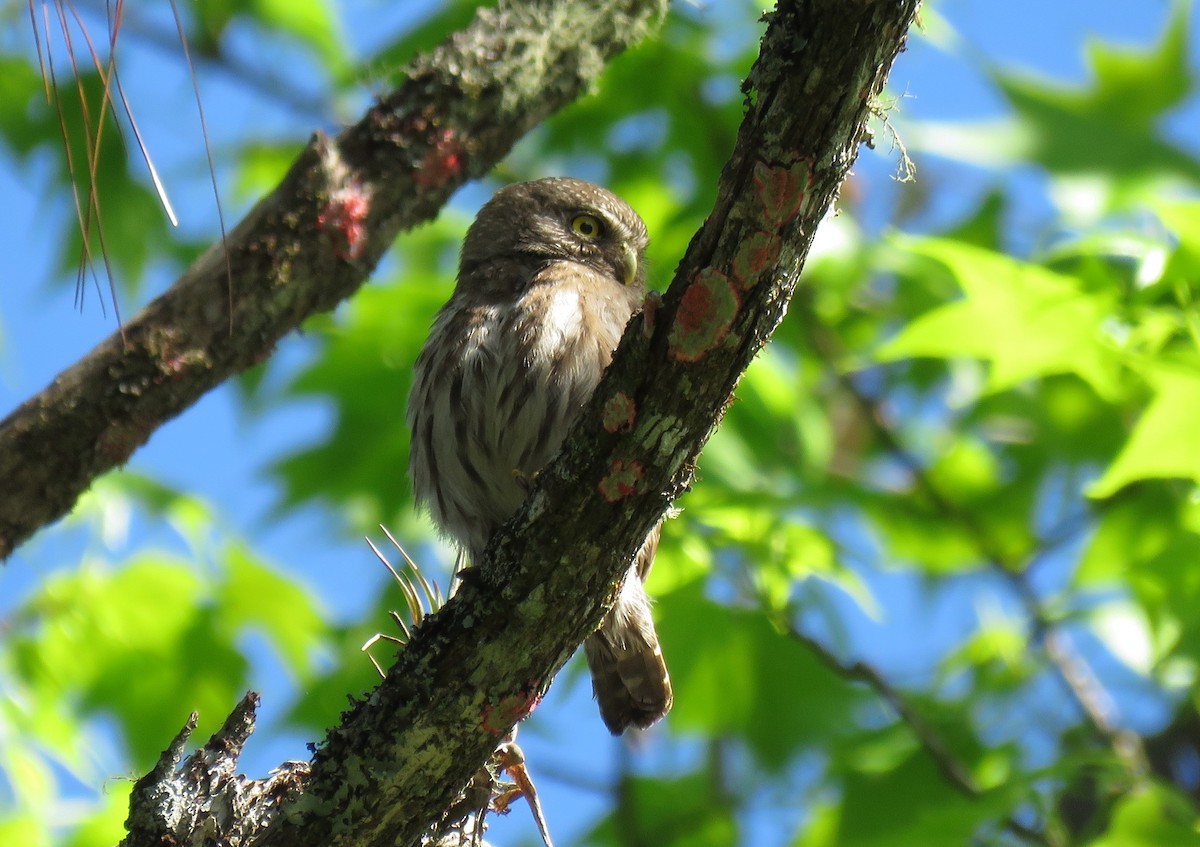 Ferruginous Pygmy-Owl - Oliver  Komar