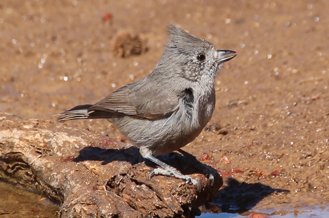 Juniper Titmouse - ML87769271