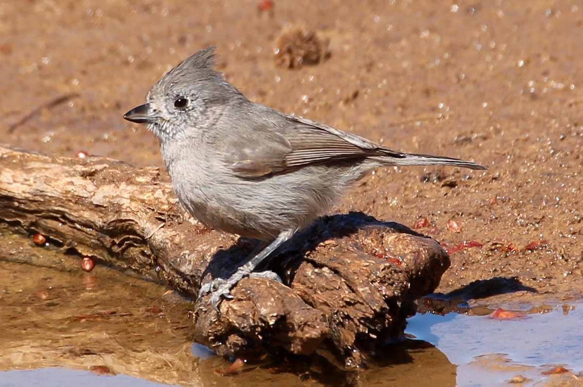 Juniper Titmouse - ML87769311