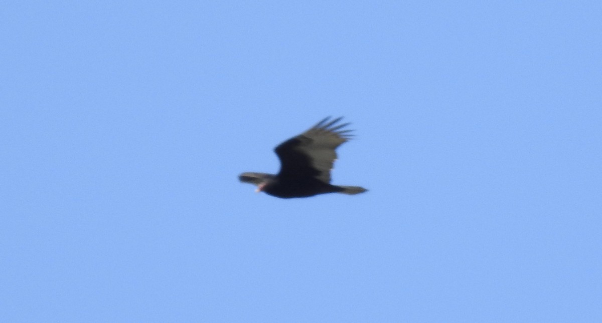 Turkey Vulture - ML87770851