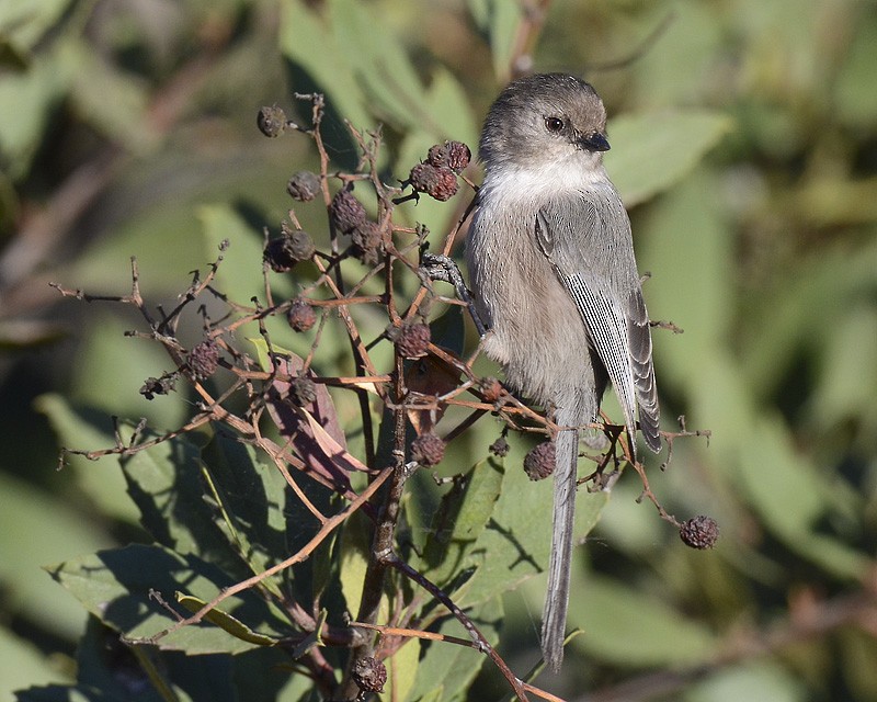 Bushtit - Malcolm Gold