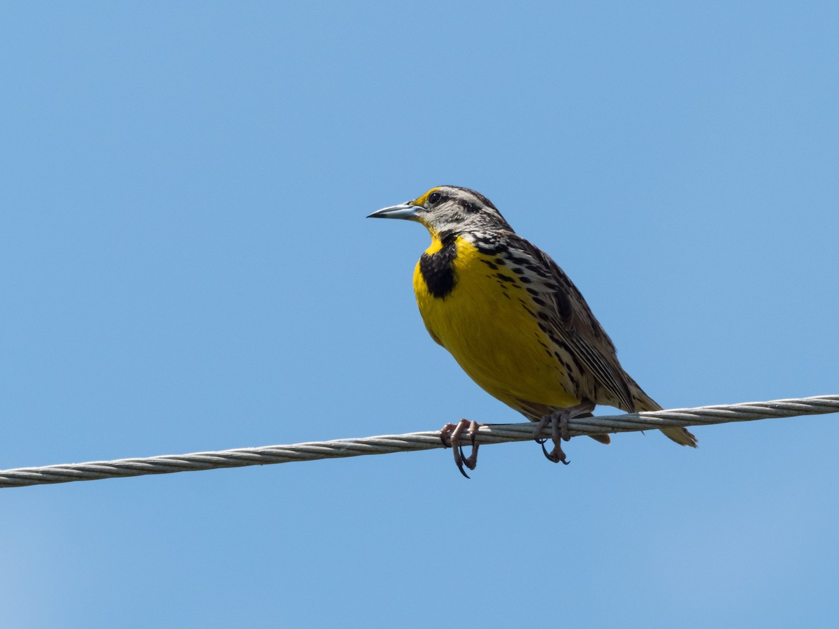 Eastern Meadowlark - ML87771321