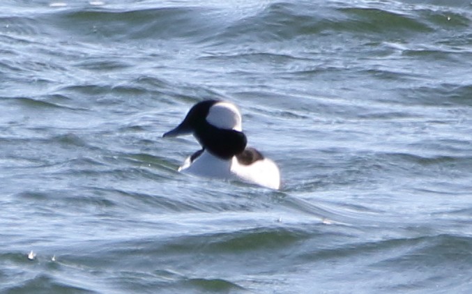 Bufflehead - ML87771821