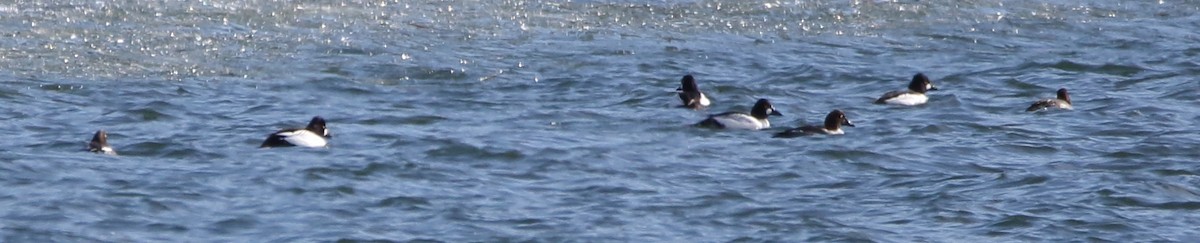 Common Goldeneye - ML87771871