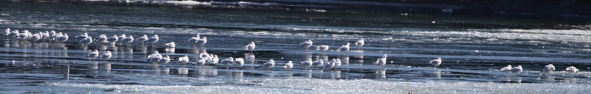 Ring-billed Gull - ML87772091