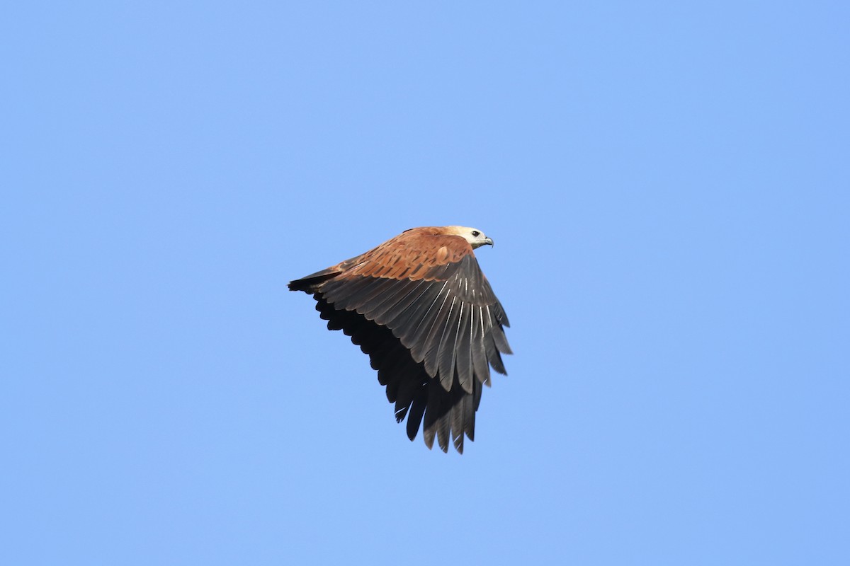 Black-collared Hawk - ML87772431