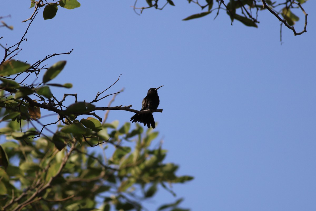 Sapphire-bellied Hummingbird - ML87772551