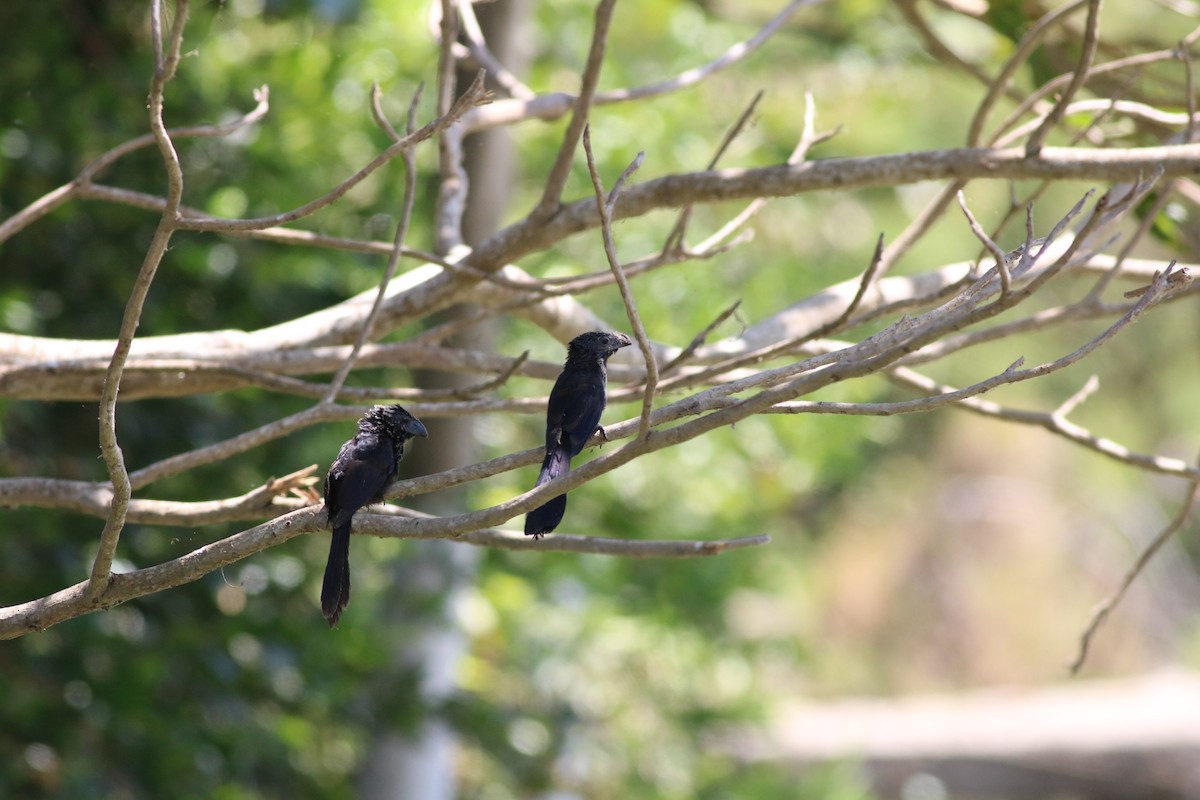 Smooth-billed Ani - ML87773161