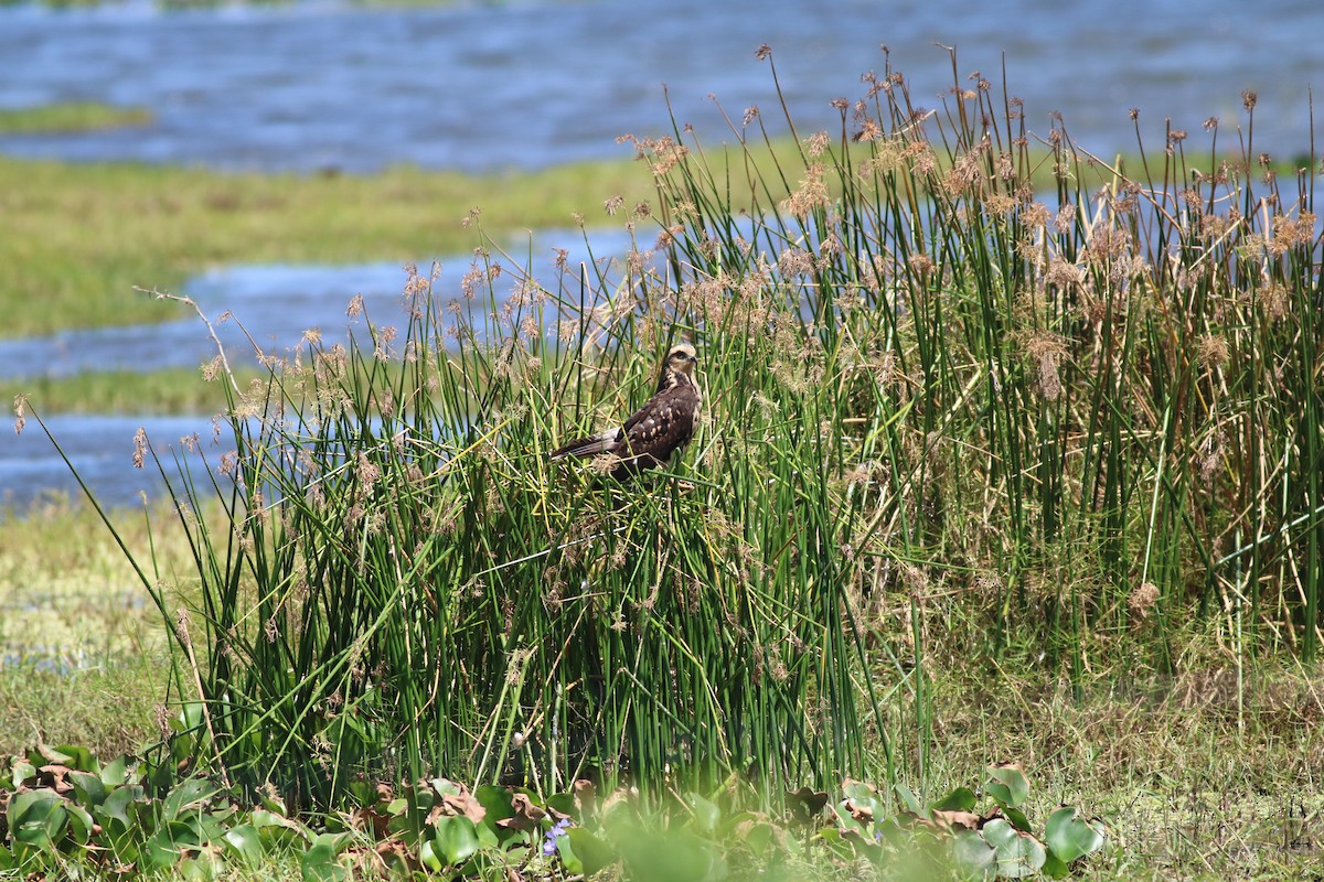 Yellow-headed Caracara - ML87773251