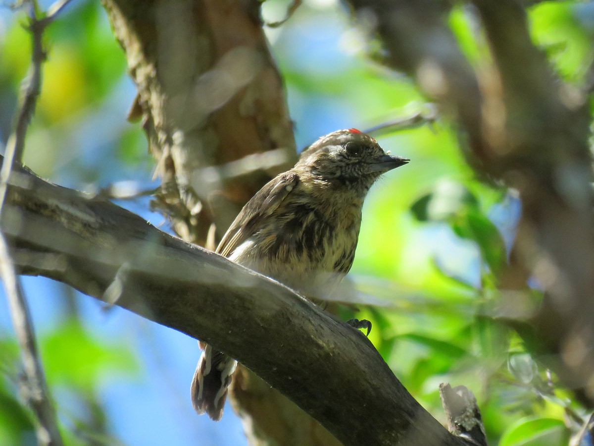 Mottled Piculet - ML87773421