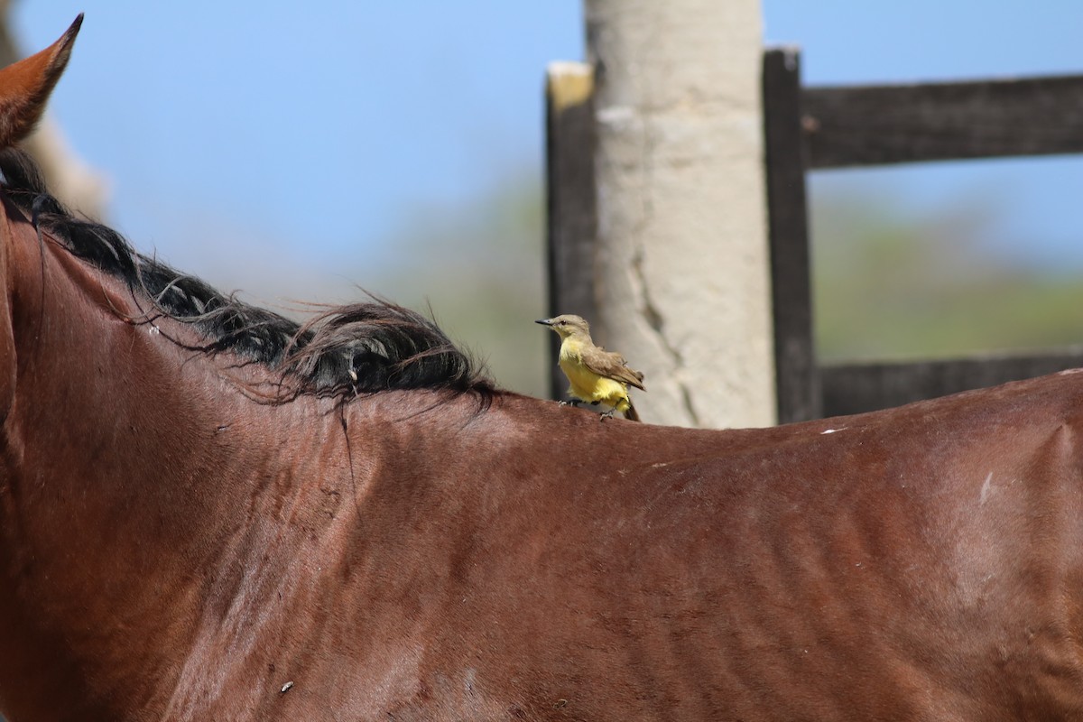 Cattle Tyrant - ML87773481